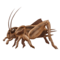 Cvrček