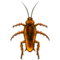 ゴキブリ
