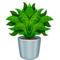 鉢植え