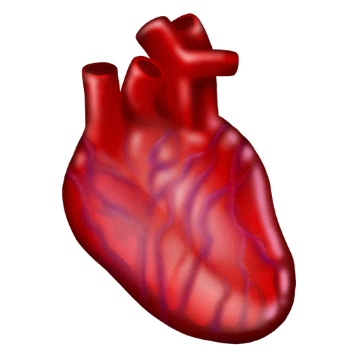 Serce anatomiczne