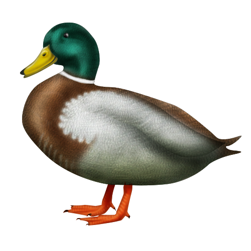 Duck