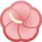 Hibisco