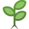 Muda De Planta