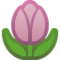 Tulipa