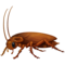 Barata