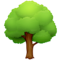 Arbre À Feuilles Caduques