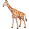 Girafe