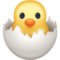 Poussin Qui Éclôt