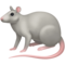 Rat