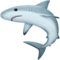 Requin