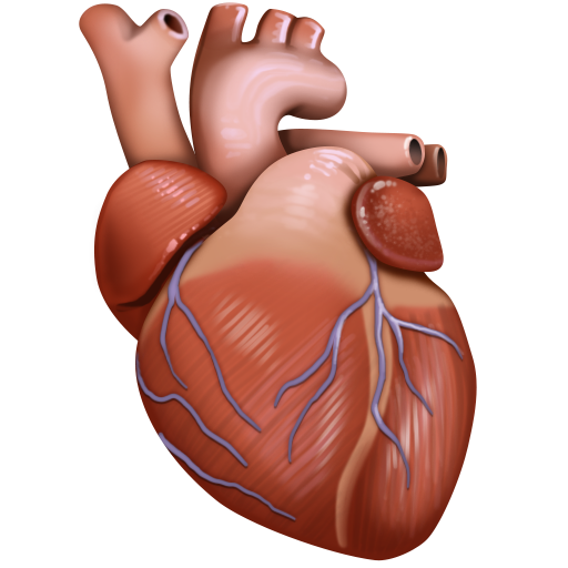 Anatomical Heart for Facebook 16.0