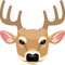 Cervo