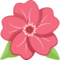 Hibisco