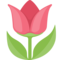 Tulipa