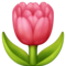 Tulipán Tulipán