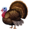 Krocan Krocan