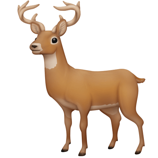 Cervo