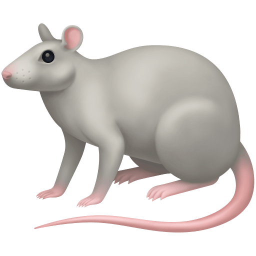 Rato