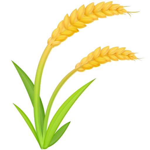 Planta De Arroz