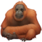 Orangotango