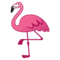 Fenicottero
