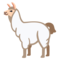 Lama