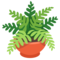 Pianta In Vaso