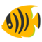 Pesce Tropicale