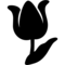 Tulipano