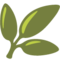 Pianta
