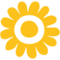 Girasole