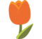 Tulipano