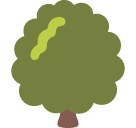 Deciduous Tree