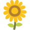 Girasole