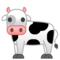 Mucca
