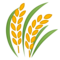 Pianta Di Riso