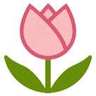 Tulip Tulip