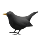 Oiseau noir