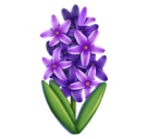 Jacinthe