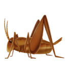 Cricket for Huawei HarmonyOS 5.0