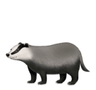 Jezevec