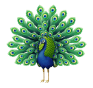 Páv