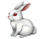 Králík