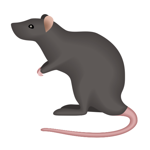 Rat