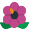 Ibišek