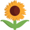 Slunečnice