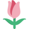Tulipán
