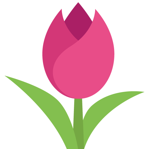 Tulipán