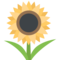 دوار الشمس