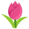 زهرة التوليب